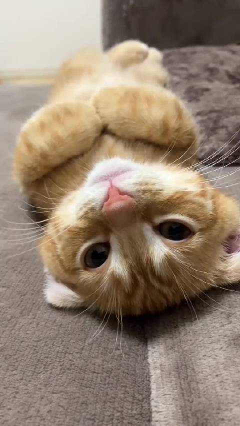 抓拍一只超萌的小拖拉机