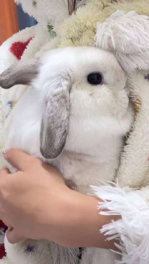 如果我摸李沛恩兔毛会像这样柔软吗？