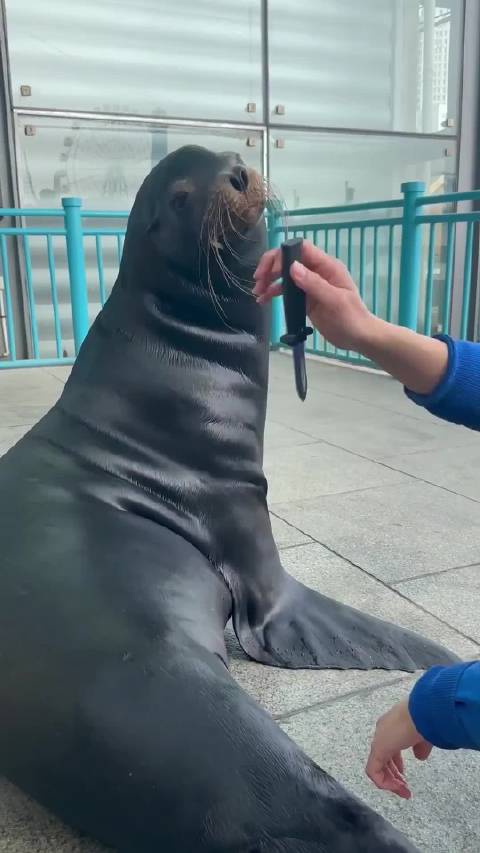 可爱搞笑的海狮