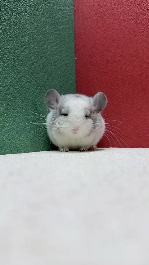 银斑斜长龙猫dd