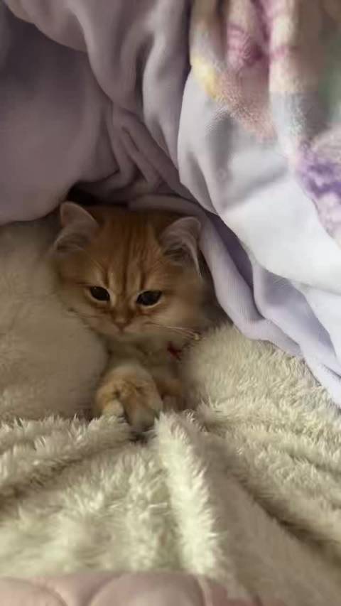 小拖拉机呼噜呼噜