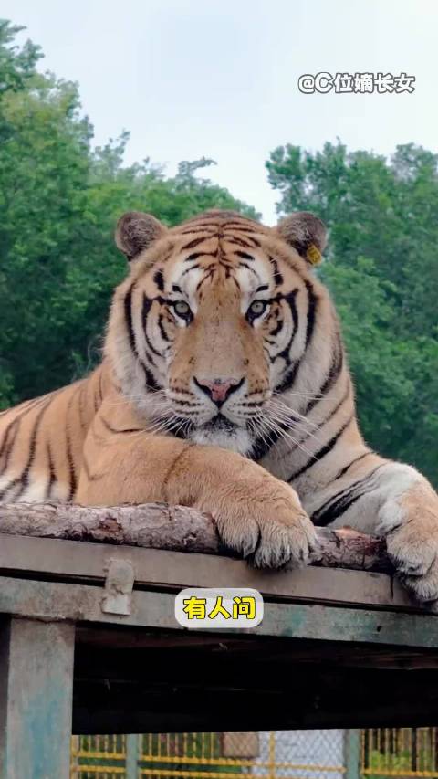 老虎自然界中最顶级的伪装者之一