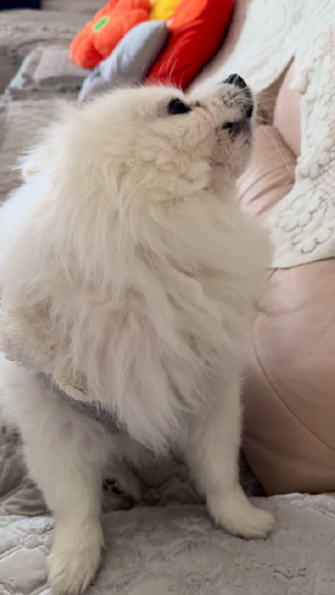 宝宝 你快看！我真的不骗你@张艺兴 我家狗狗真的会唱！