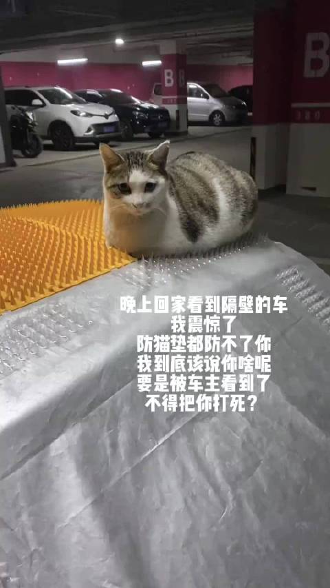 宁愿在宝马跑车上被扎 也不愿意去马自达那舒服的毯子上