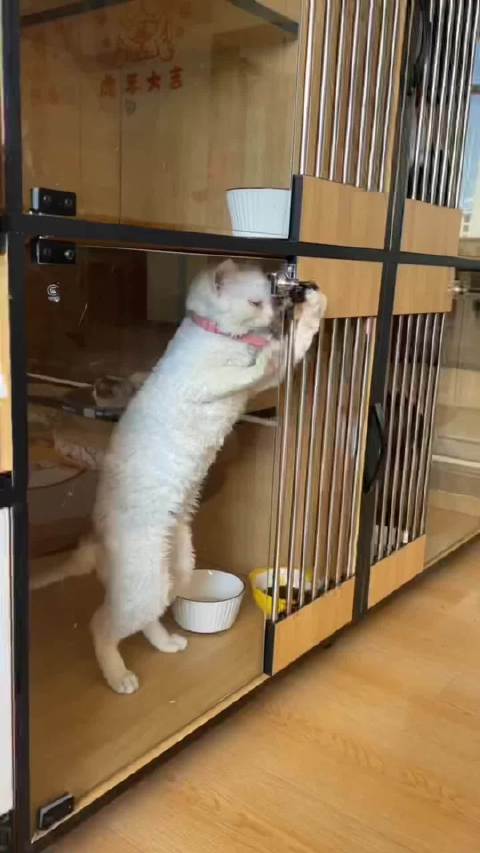 德文卷毛猫越狱引热议