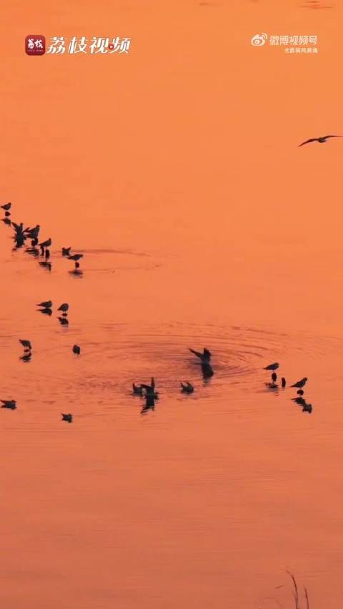 昆明滇池晨光晕染湖面如橘子海，王源歌曲伴候鸟共舞