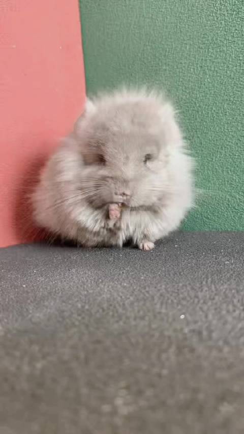 带紫浅咖长毛龙猫dd