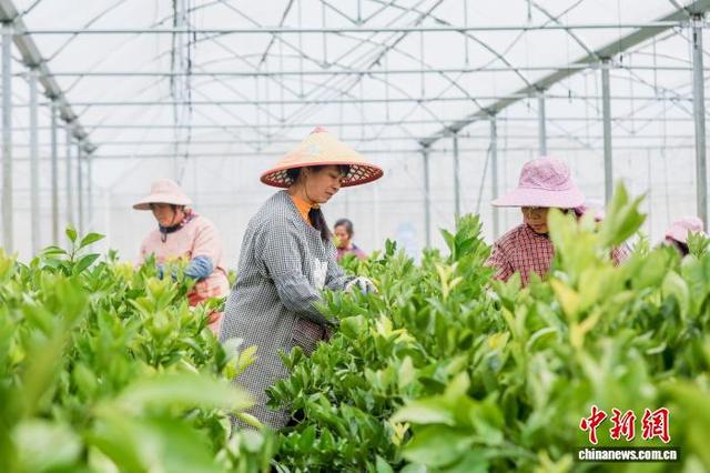 图为工人养护苗木。黎豪图 摄