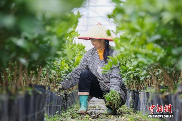 图为工人养护苗木。黎豪图 摄