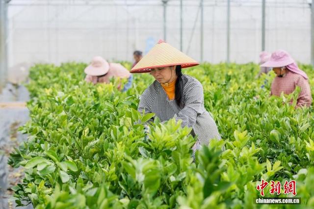 图为工人养护苗木。黎豪图 摄