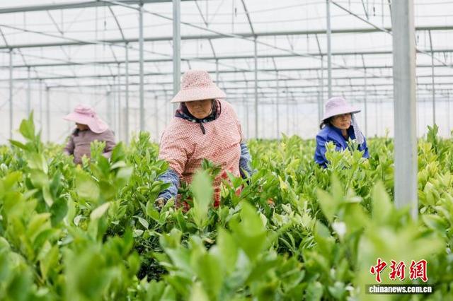 图为工人养护苗木。黎豪图 摄