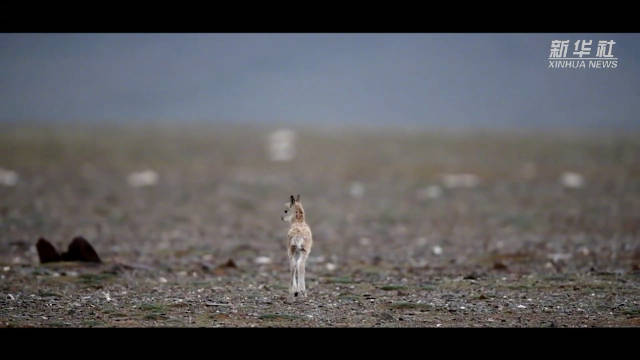 生命树聚焦可可西里真实守护故事