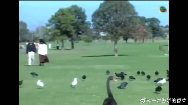 梁朝伟：王菲是一个很直接的人，不熟的人她不理你，不是瞧不起人，王菲很单纯