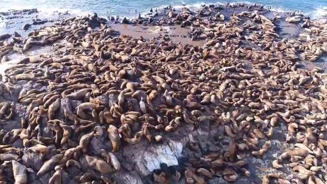 北海道一块石头，成了海豹们晒太阳的好去处，非常受欢迎