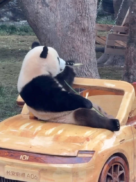 莽小五代言长安启源豪车引关注