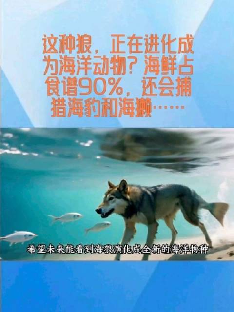 狼类进化新发现，海鲜占比90%食谱