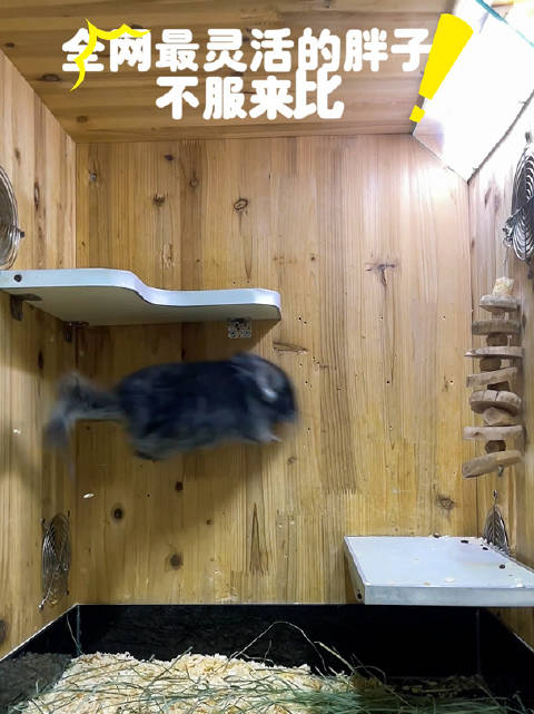 问问你家毛孩子服不服