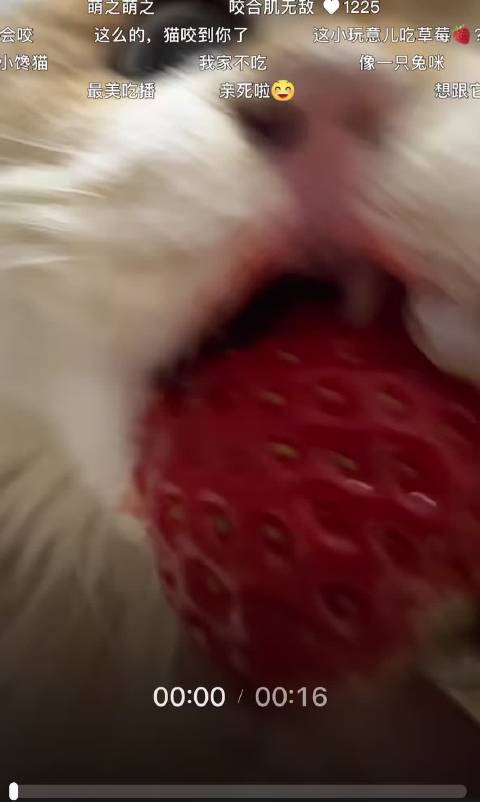 谁懂dd刚好刷到这个 简直一模一样的莲咪