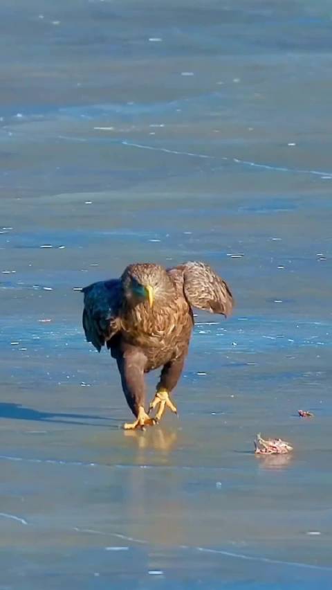 猛禽界的摔跤手，走出六亲不认的步伐