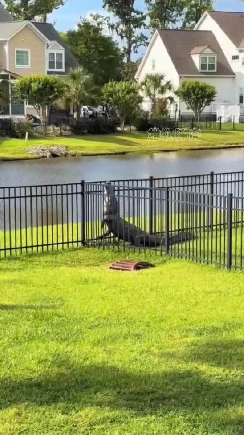 沼泽鳄打算越狱，拼命划动小短腿