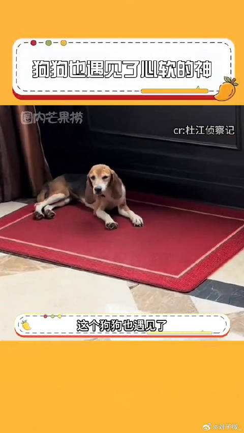 杜江霍思燕 狗狗也遇见了心软的神