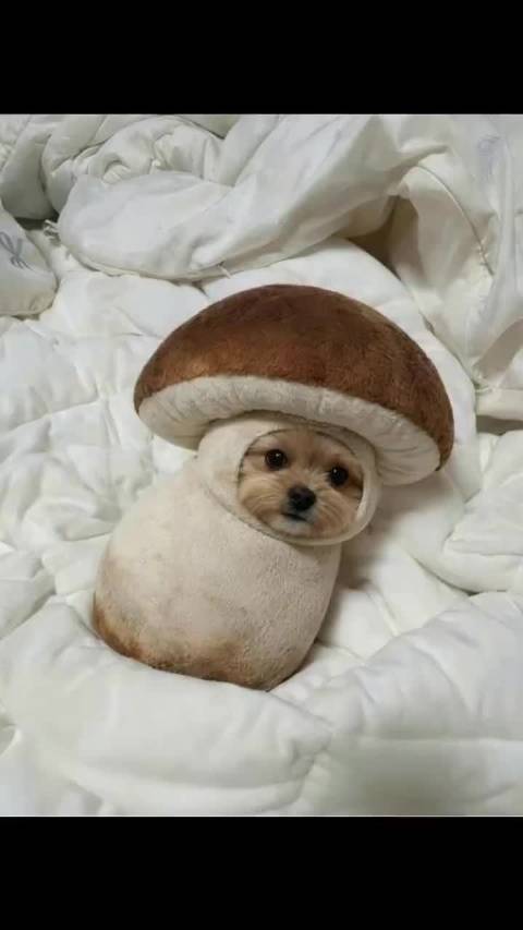 狗子变身汪星人变形金刚哈基米