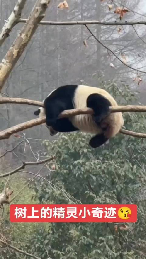 功夫熊猫小奇迹来咯
