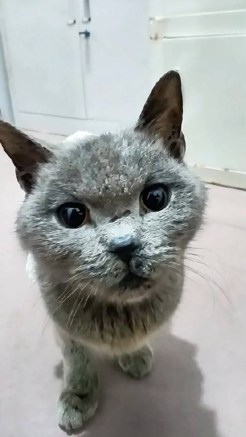 怕猫猫冷，给剪了一件衣服穿