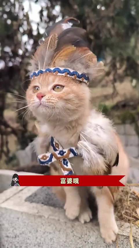 主人的艺术执念，把猫扮成咪界张韶涵 猫咪 萌宠 手工