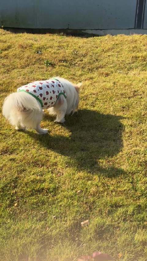 回家缓缓，和仔仔少爷溜达溜哒