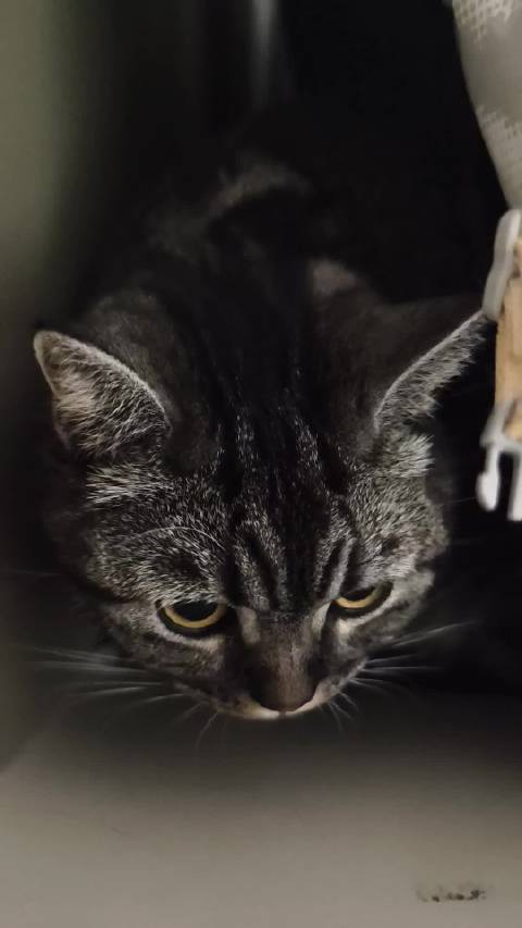 好吧露露的成长日记