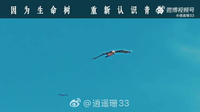 电视剧生命树诠释青海神圣山川与可敬人民