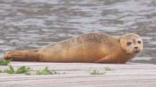 一只萌态可掬的港海豹，毛色干爽蓬松