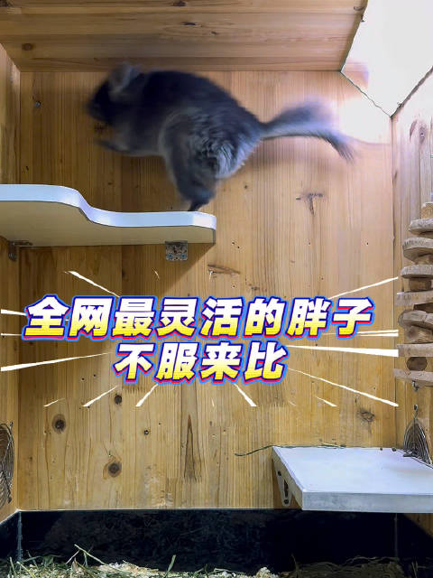 体操girl龙猫龙猫小飞棍来咯可爱龙猫