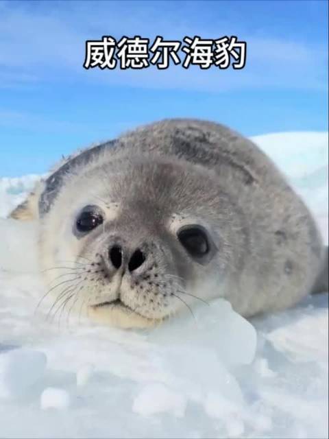 威德尔海豹：怎么会有如此可爱的海豹啊