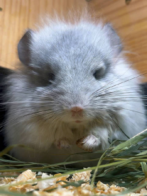 龙猫就是比仓鼠好养，仓鼠特别容易死