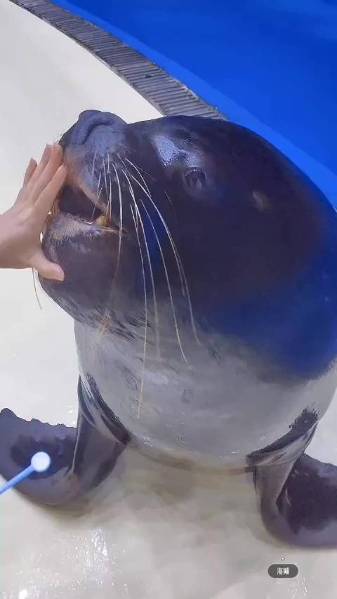 我们真的有刷牙，日常