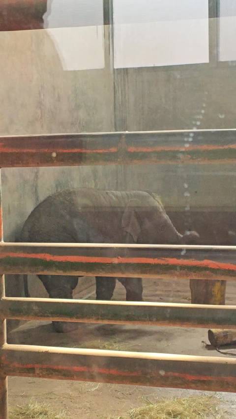 20岁文艺青年回忆《大象席地而坐》，济南动物园看象解疲惫