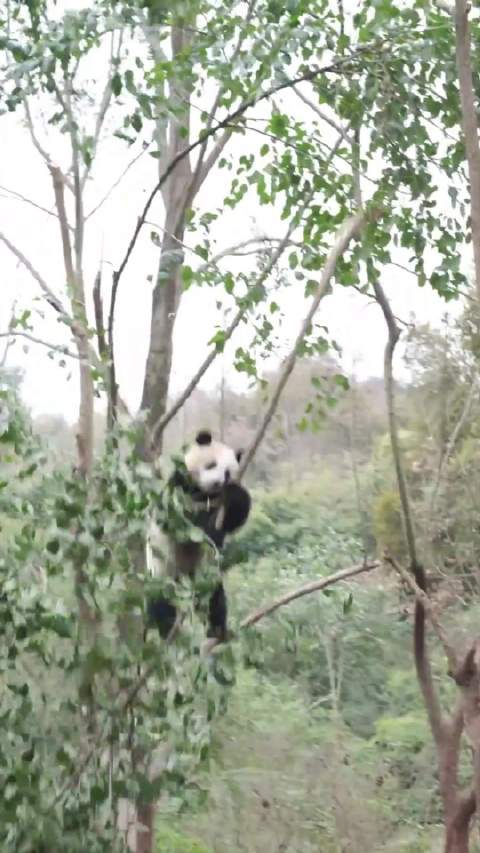 功夫熊猫·茱萸的日常，空中一字马，树质量不行令熊尴尬，表演完毕即刻回家