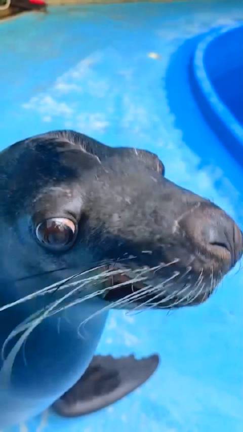 来自海狮宝宝的吐舌杀