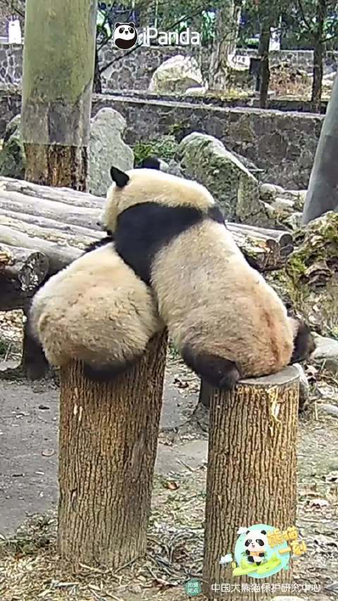 这是真功夫熊猫