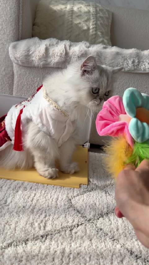 米米露露带伤完成贺春拍摄，花絮记录暖心瞬间