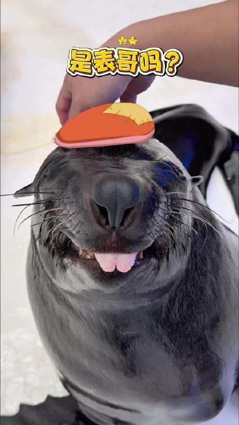 海洋甜心发射！这颗爱心 先收为敬！海狮皇家海洋乐园很哇塞沈阳