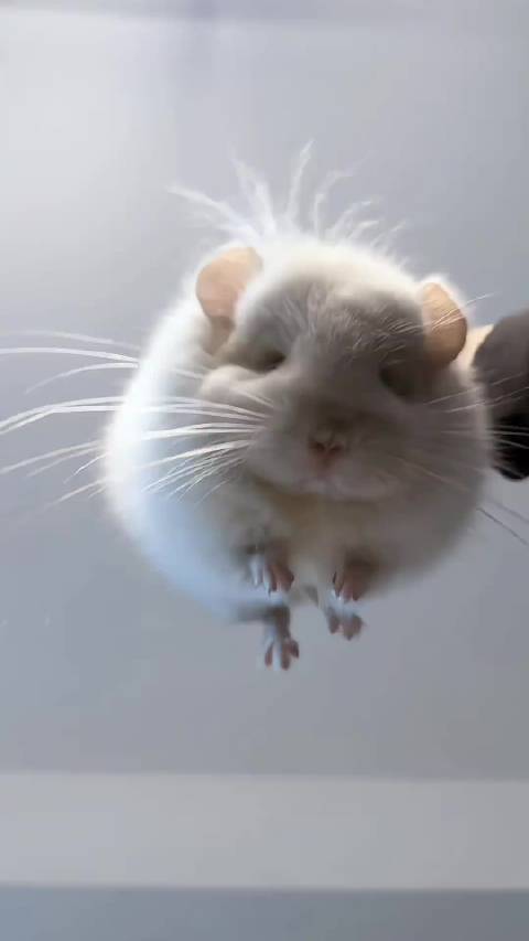 爱上圆嘟嘟的小龙猫啦！