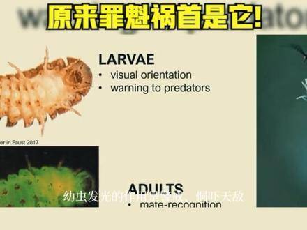 为何萤火虫悄然隐退？始作俑者竟是人类亲手打造的这项发明！