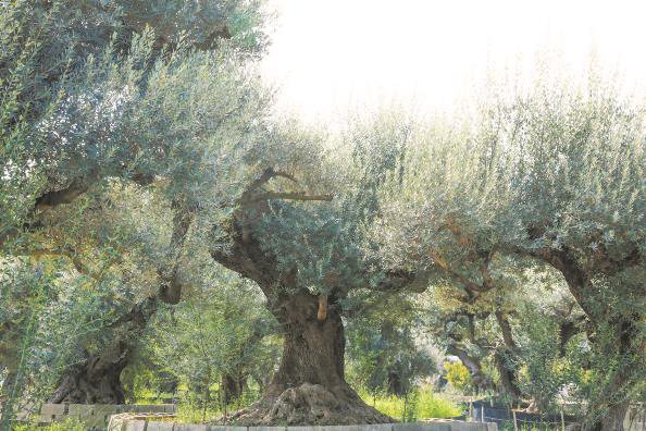千年树龄的油橄榄（资料照片）