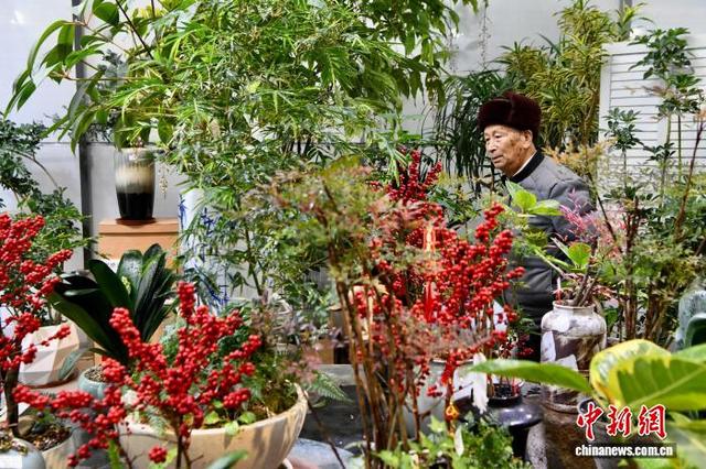 2月1日，市民在福建高速花博园新春花市购买年宵花。 中新社记者 王东明 摄