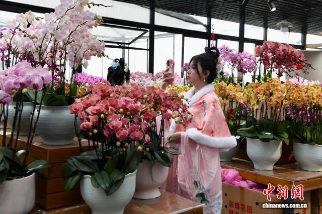 2月1日，市民在福建高速花博园新春花市拍摄年宵花。 中新社记者 王东明 摄