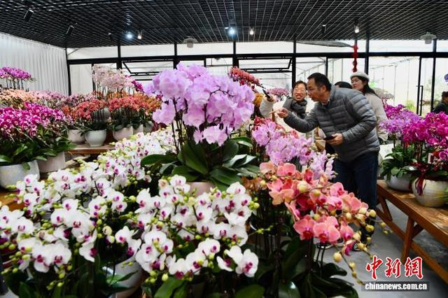 2月1日，市民在福建高速花博园新春花市购买年宵花。 中新社记者 王东明 摄