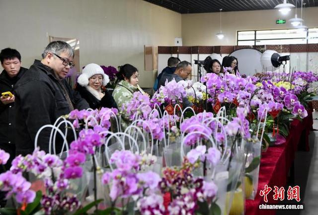 2月1日，市民在福建高速花博园新春花市购买年宵花。 中新社记者 王东明 摄